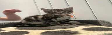 Tabby Boy Orange Collar