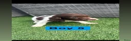 Sprocker dogs for sale: Sprocker spaniel puppies - Advert 9