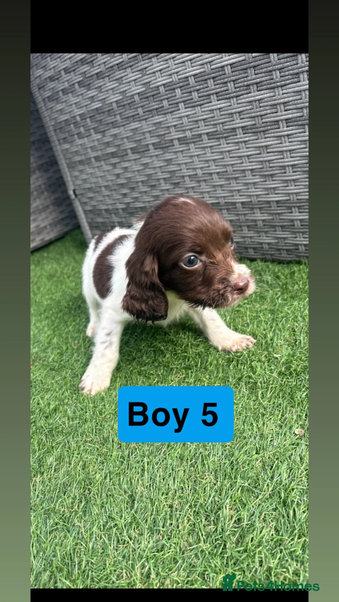 Sprocker dogs for sale: Sprocker spaniel puppies - Advert 9