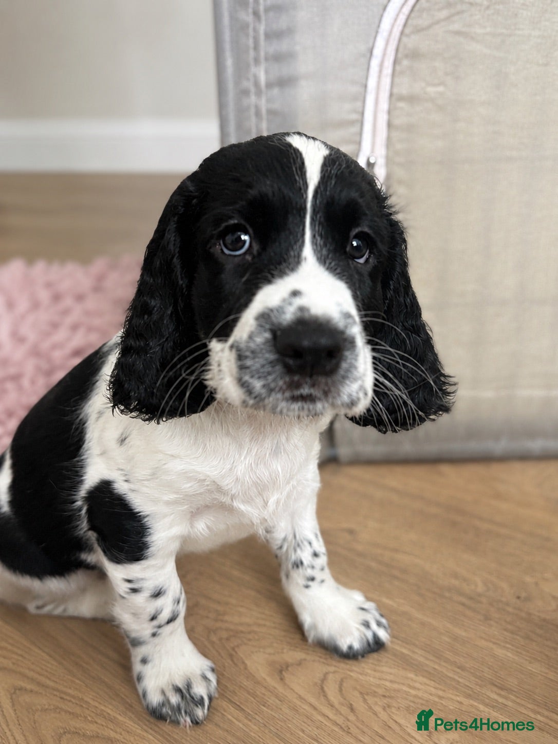 English Springer Spaniel dogs SpringerSpaniel7weeksOldLastBoyReadyFORhisNEWhome - Advert 1
