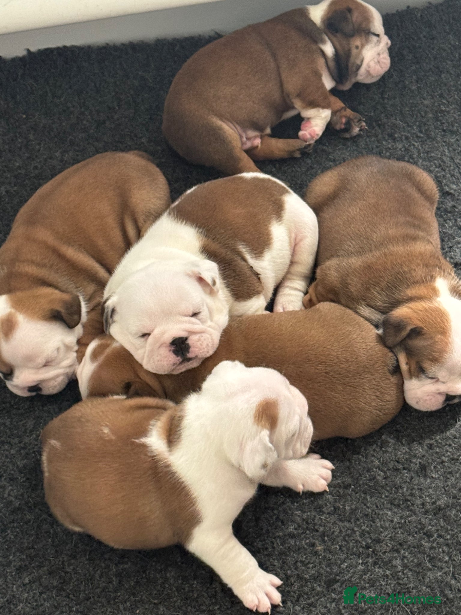 English Bulldog dogs KC REG Red and White Traditional  Bulldog Puppies  - Advert 2