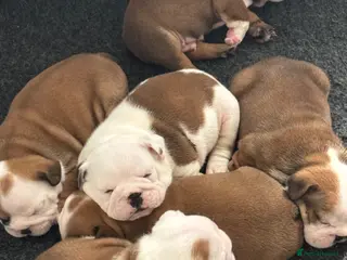 English Bulldog dogs KC REG Red and White Traditional Bulldog Puppies - Advert 2