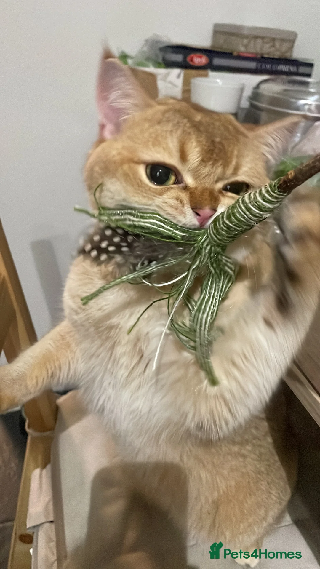 Scottish Fold cats for stud: Scottish Straight Male Stud – “Poopsie”  - Advert 5