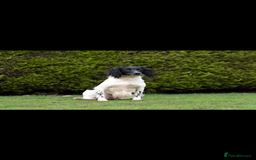 English Springer Spaniel dogs for sale: English springer spaniel puppies 🤎🤎 - Image 6