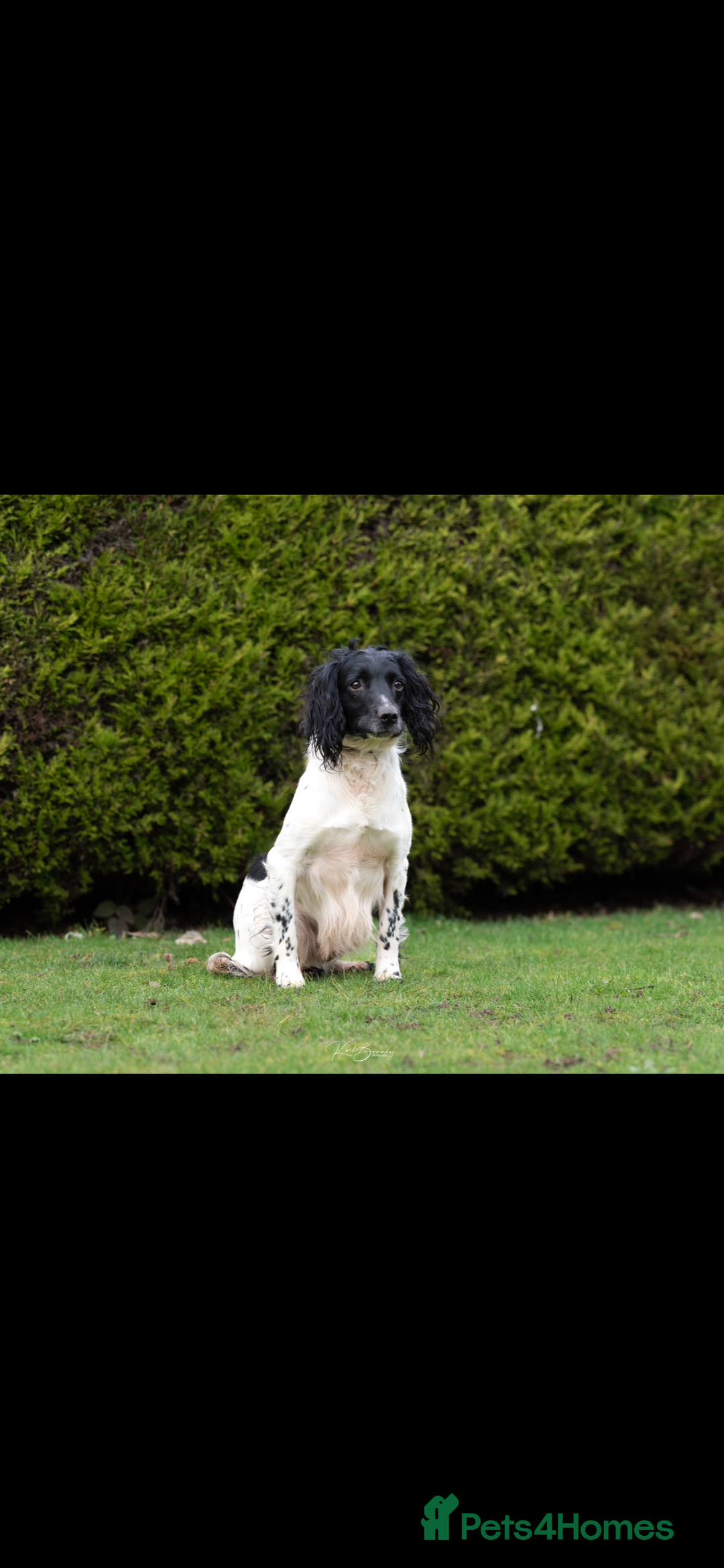 English Springer Spaniel dogs for sale: English springer spaniel puppies 🤎🤎 - Image 6