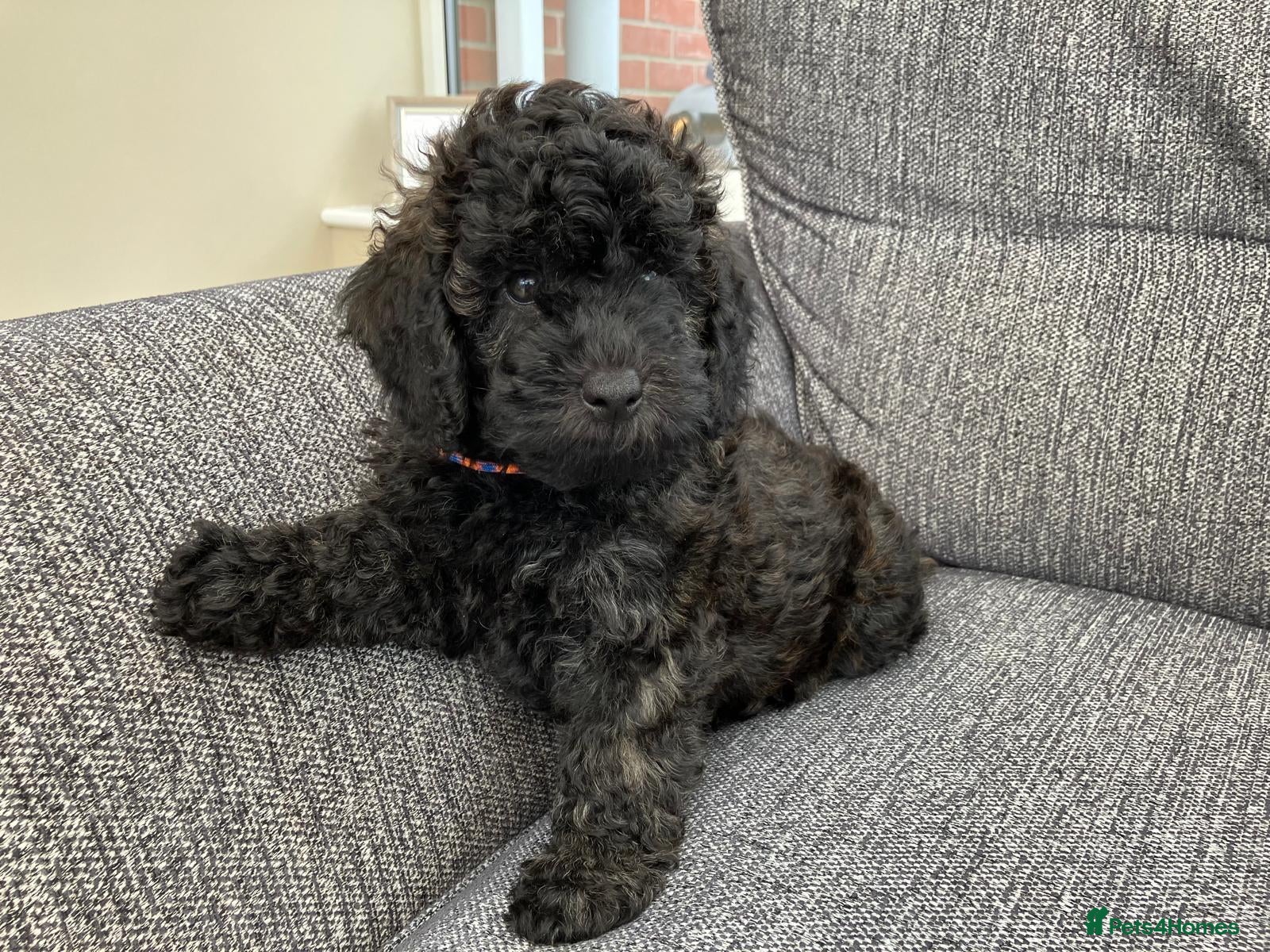 Mini Goldendoodle dogs Health checked F1b Goldendoodles.    - Advert 2