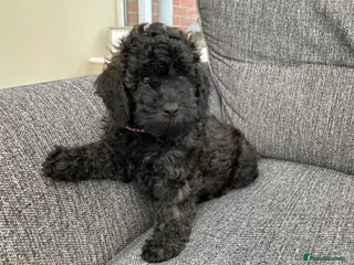 Mini Goldendoodle dogs Health checked F1b Goldendoodles. - Advert 2