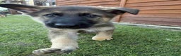 German Shepherd dogs for sale: 8 week German Shepherd puppy - Advert 3