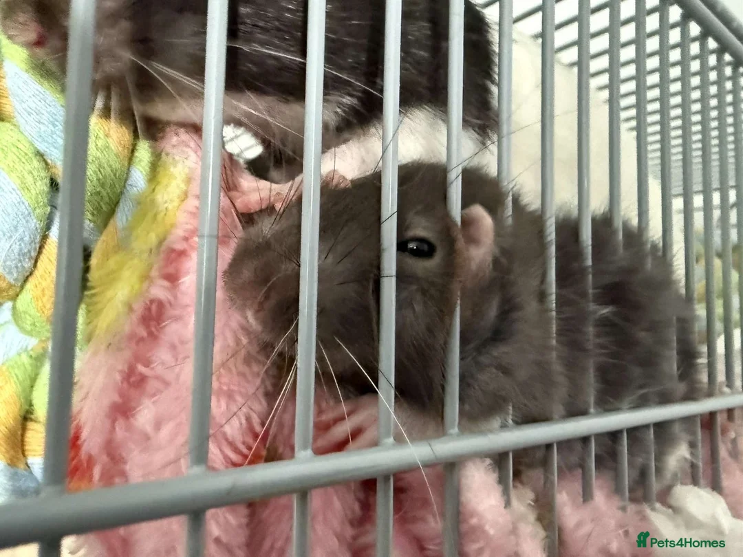 Rat rodents for sale: Rats for rehoming - Advert 9