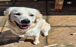 Golden Retriever dogs for sale: Stunning Golden Retriever boy - Image 4