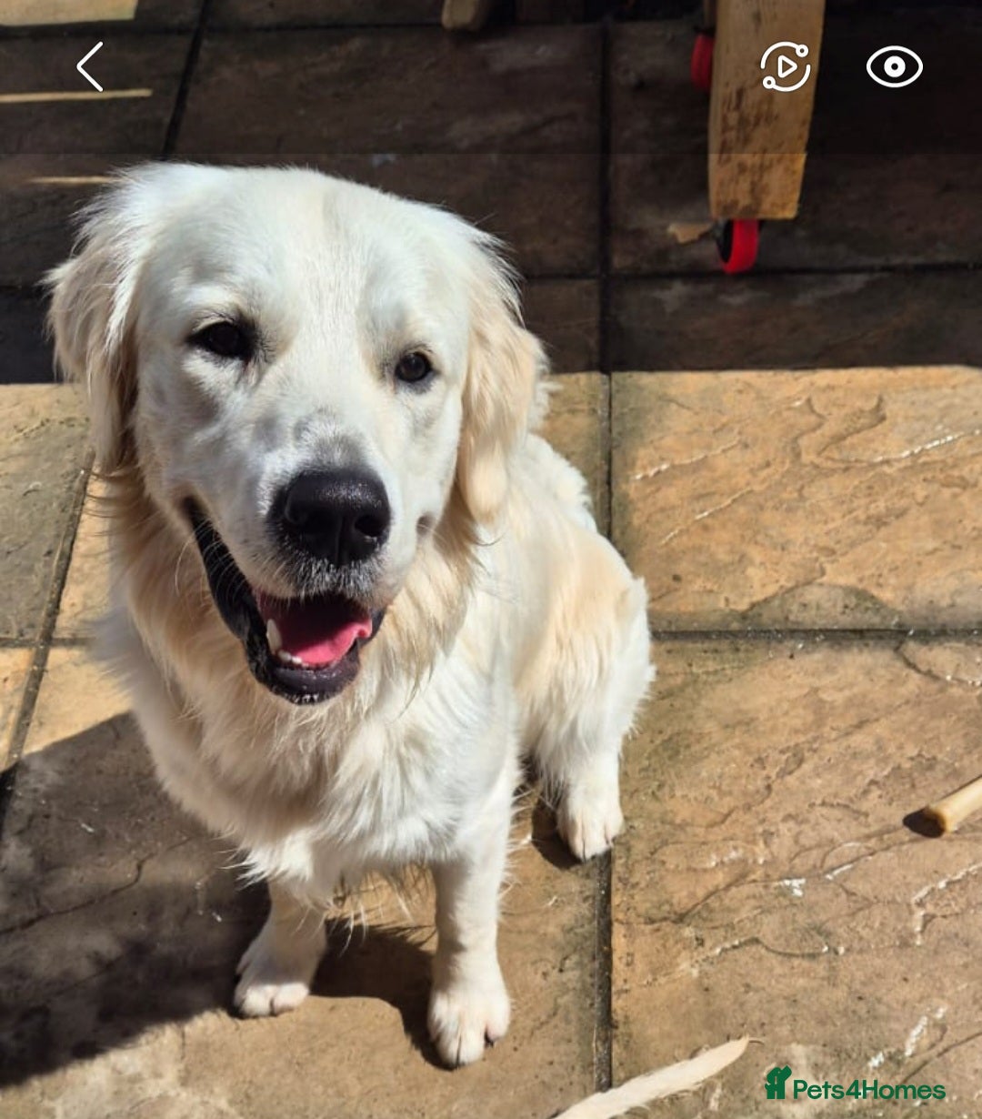 Golden Retriever dogs for sale: Stunning Golden Retriever boy - Image 4