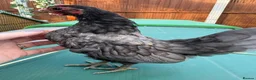 Chickens poultry for sale: Serama chickens for sale  - Advert 4