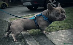 American Bully dogs for sale: American Bully Puppies - Advert 7