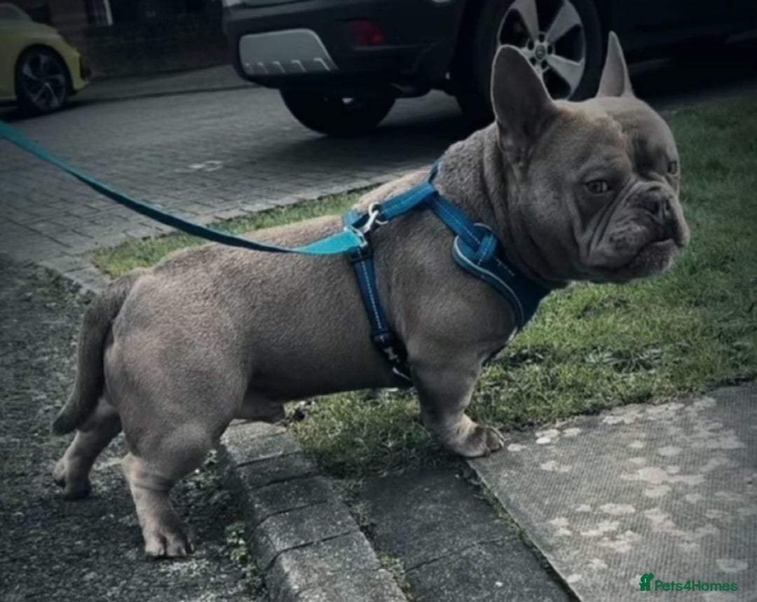 American Bully dogs for sale: American Bully Puppies - Advert 7