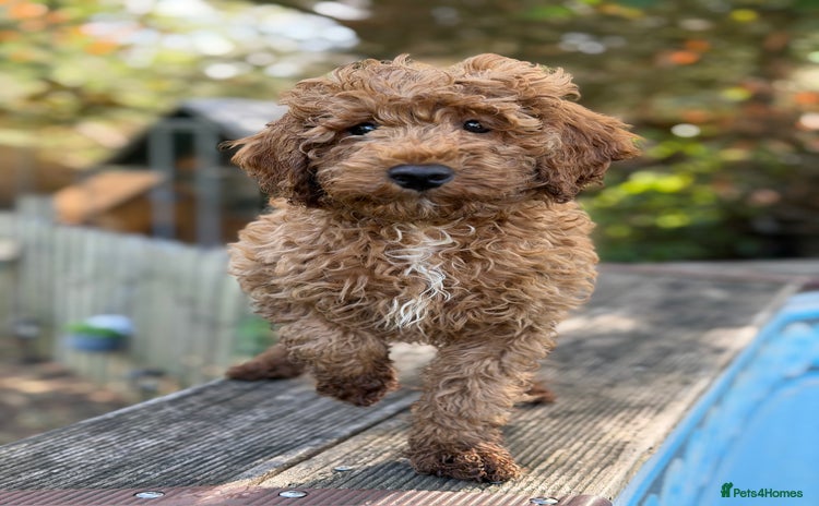 Cockapoo dogs - Advert 13