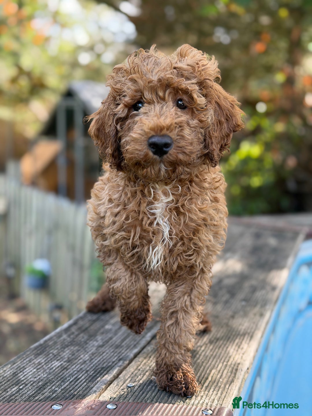 Cockapoo dogs for sale: Stunning cockapoos  - Image 1