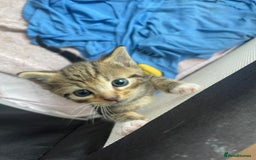 American Shorthair cats for sale: 2 Beautiful Tabby Kittens For sale - Image 5