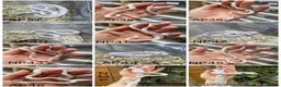 Corn Snake reptiles for sale: !! Wide range of baby Cornsnakes for sale !! - Advert 4