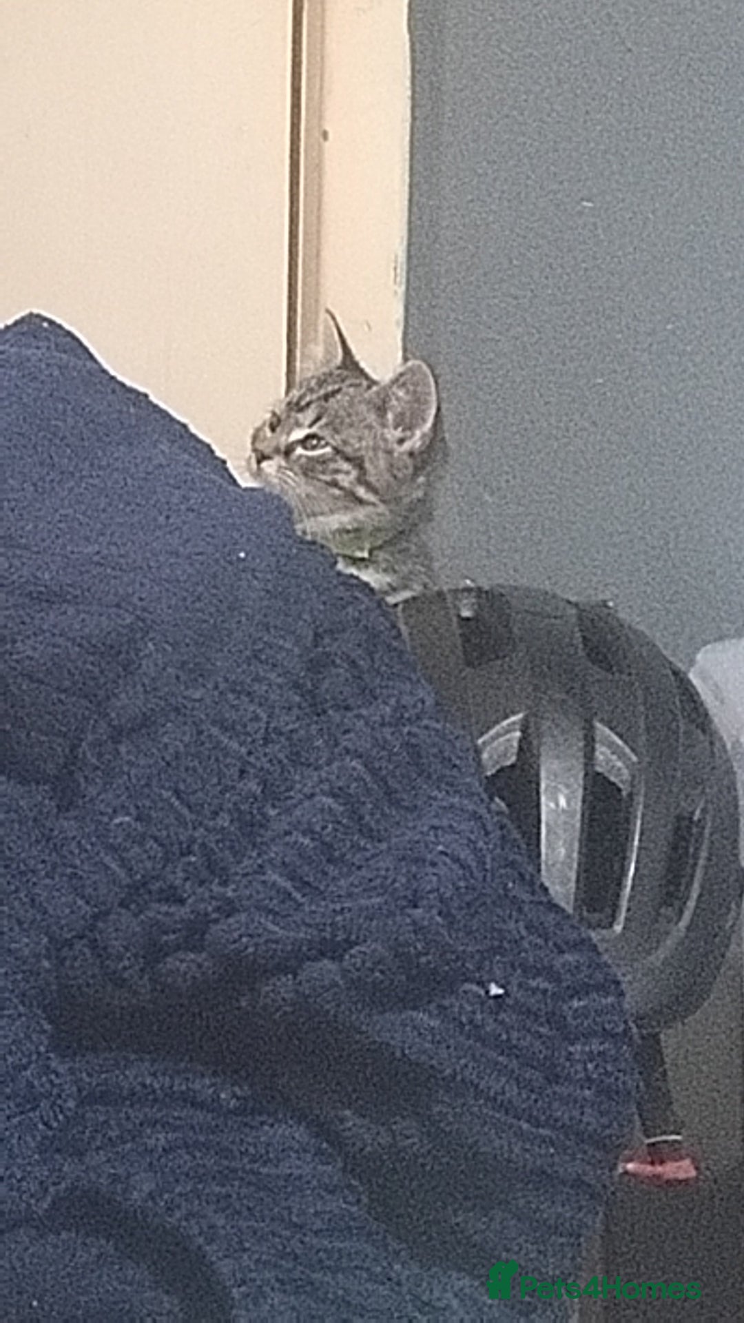 Domestic Shorthair cats for sale: This is pippin - Advert 4