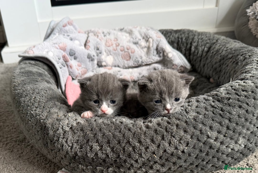 British Shorthair cats for sale: Two beautiful bi colour girls ready for new homes  - Advert 15