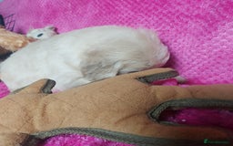 Golden Retriever dogs for sale: STUNNING Golden Retriever pups (1 BOY LEFT)  - Image 20