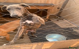 Lurcher dogs for sale: Collie Whippet grey x bull greyhound  - Image 2