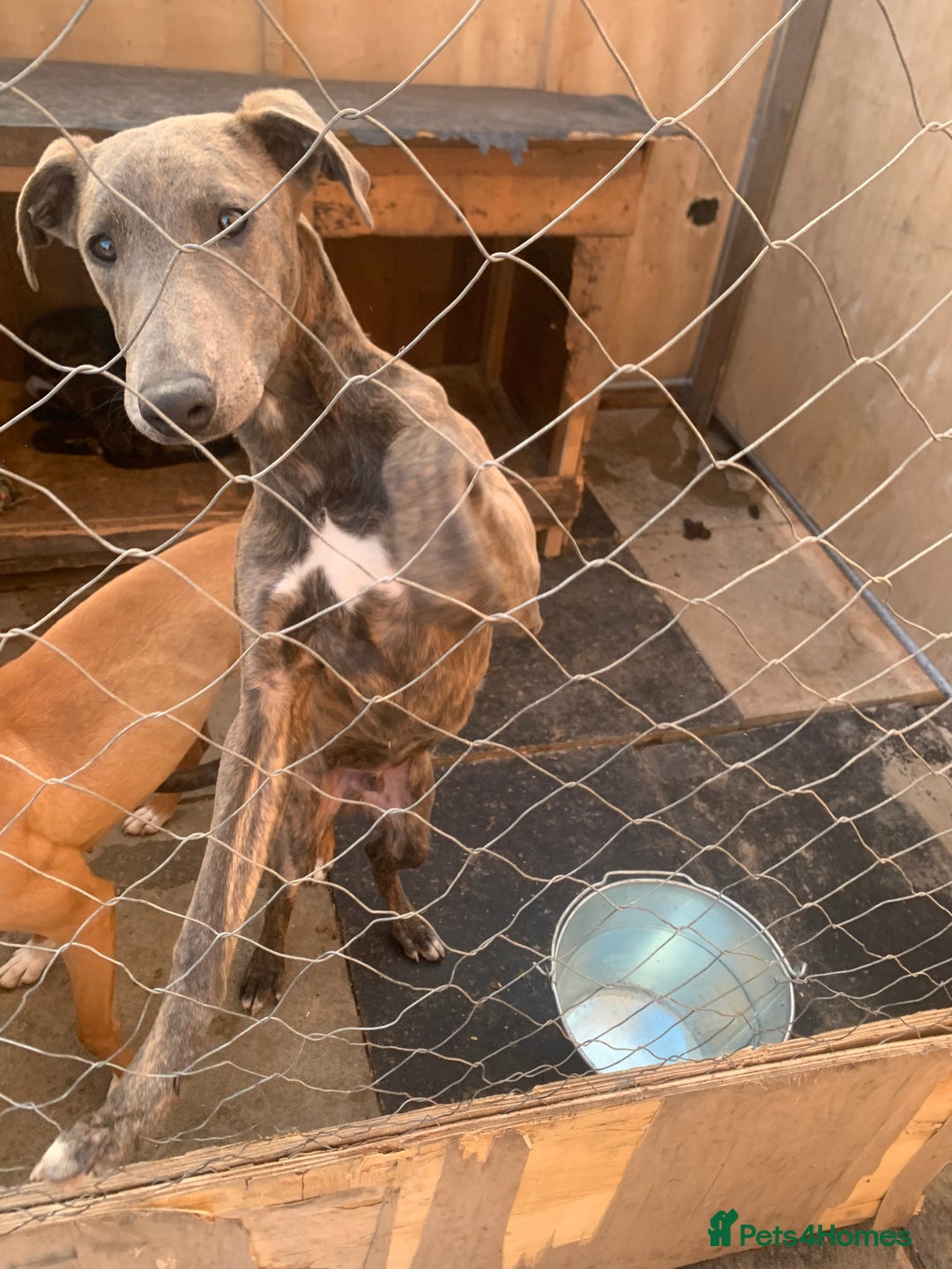 Lurcher dogs for sale: Collie Whippet grey x bull greyhound  - Image 2