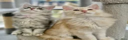 Maine Coon cats for sale: READY TO LEAVE Top quality Maine coon kittens - Advert 9