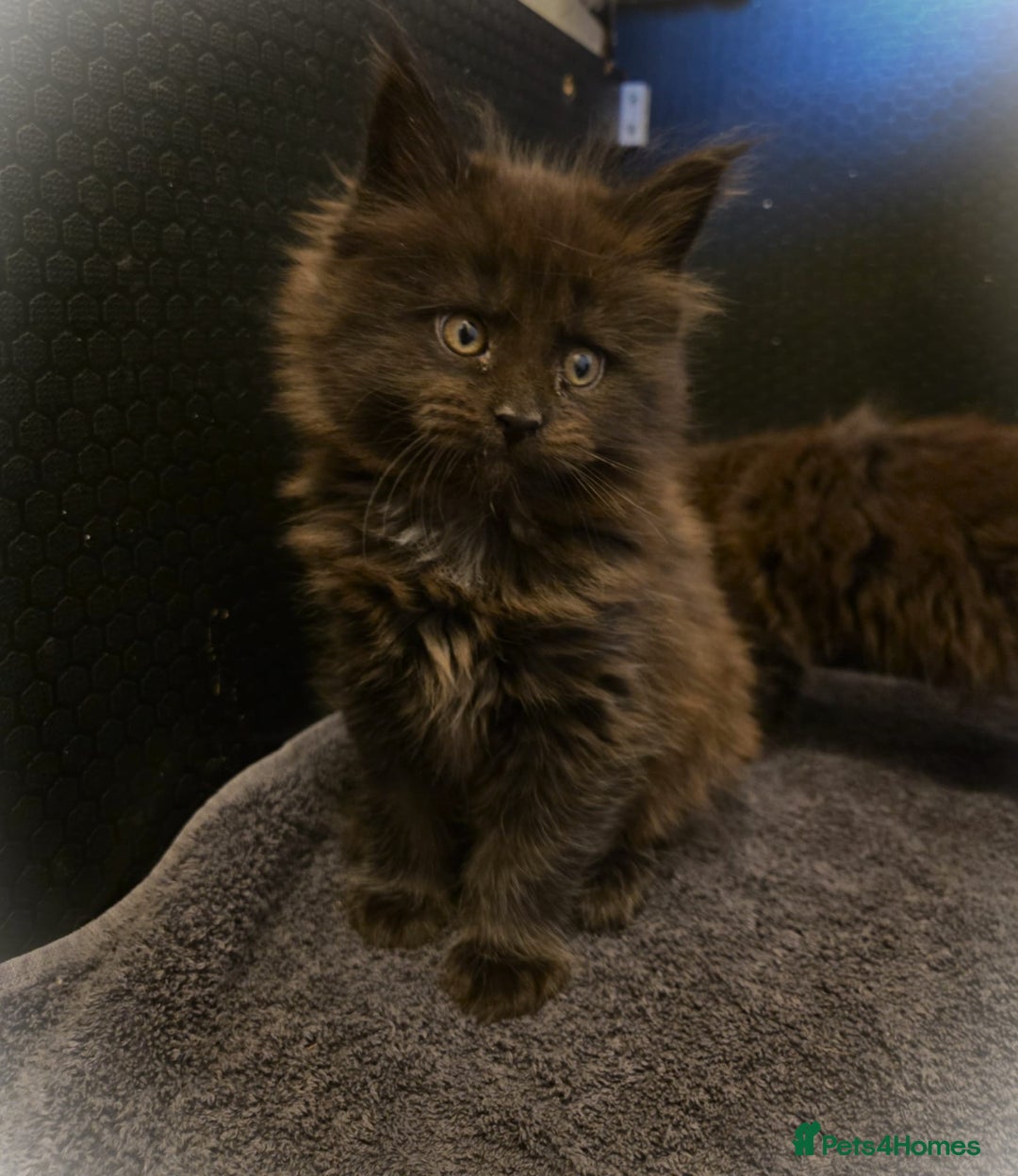 Maine Coon cats for sale: GCCF Maine Coon kittens  - Advert 26