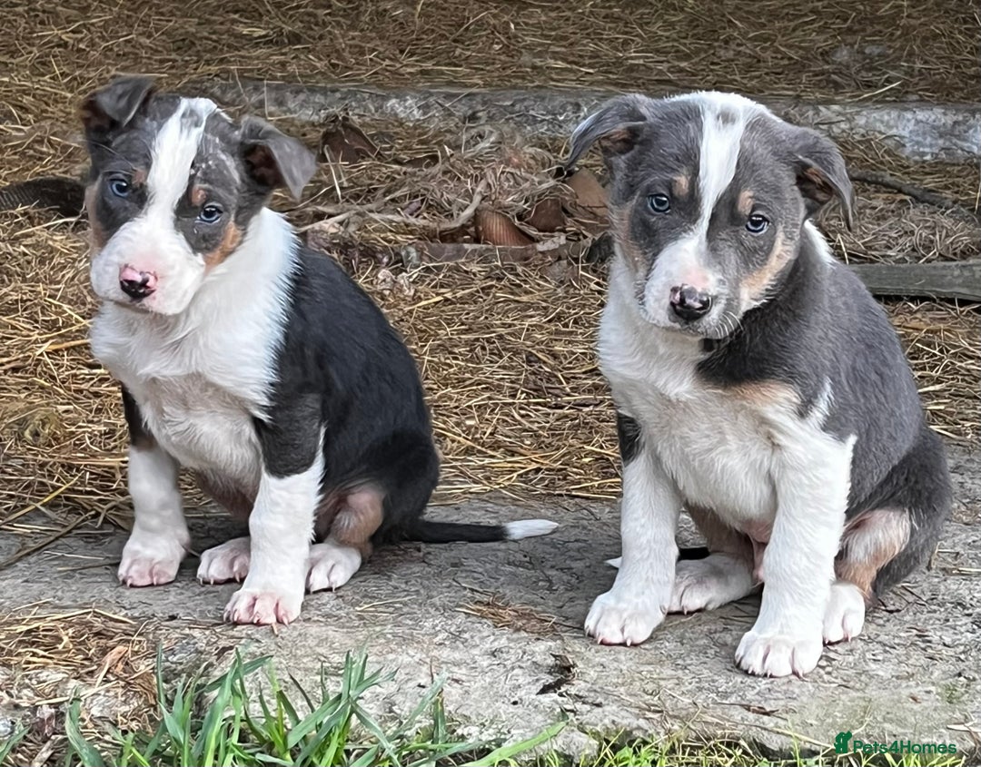 Border Collie dogs for sale: Sheepdog puppies  - Advert 4