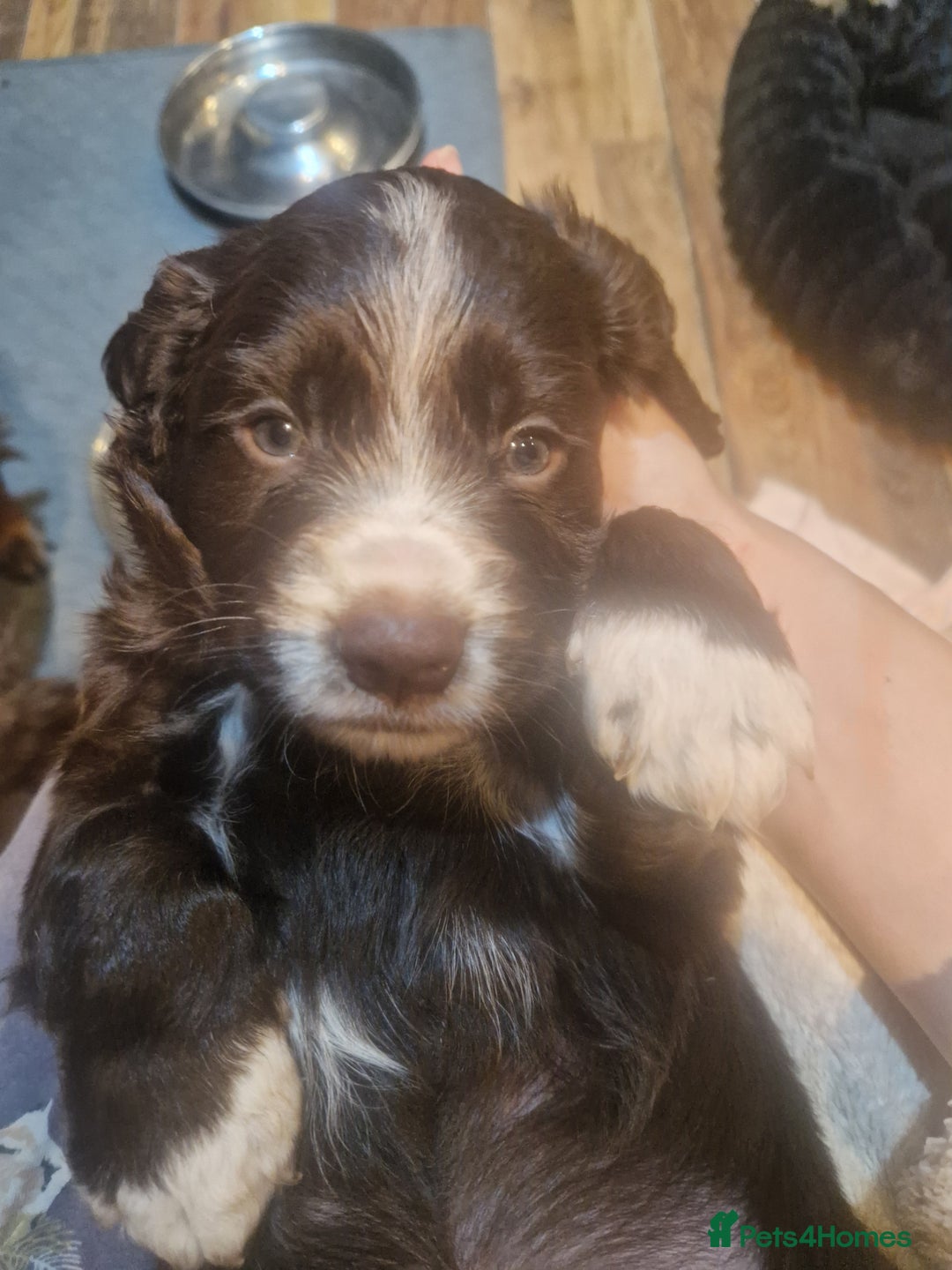 Cocker Spaniel dogs for sale: Stunning kc working cocker spaniels - Image 32