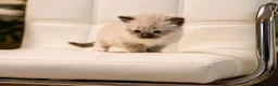 Ragdoll cats for sale: Blue Point Ragdolls | Celestial Litter - Advert 13