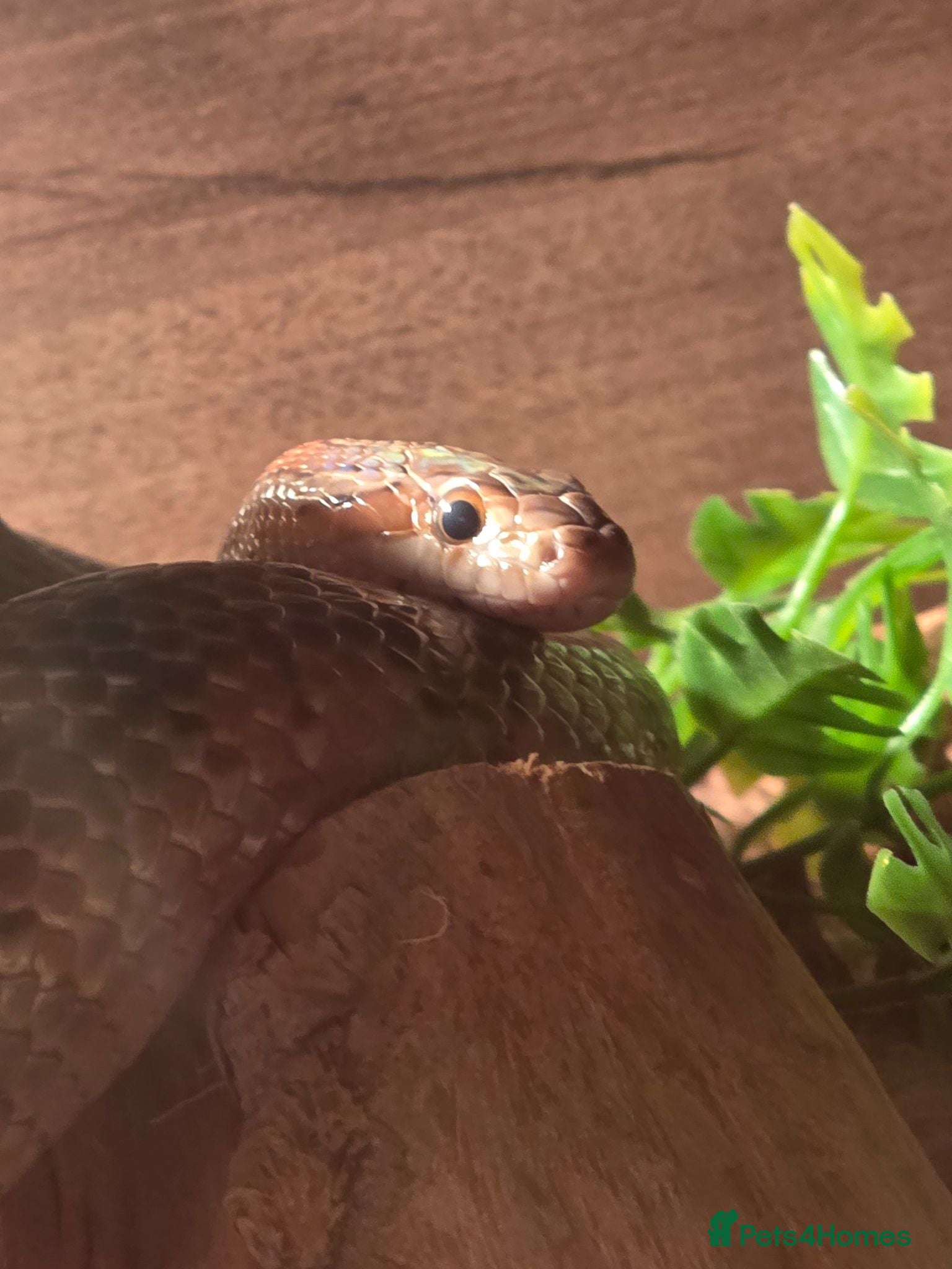 Corn Snake reptiles Corn snake  - Advert 3