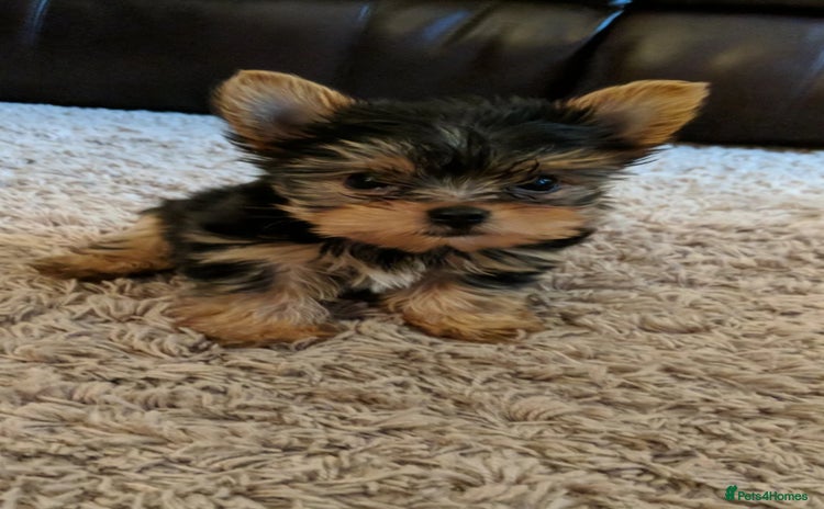 Yorkshire Terrier dogs - Advert 11
