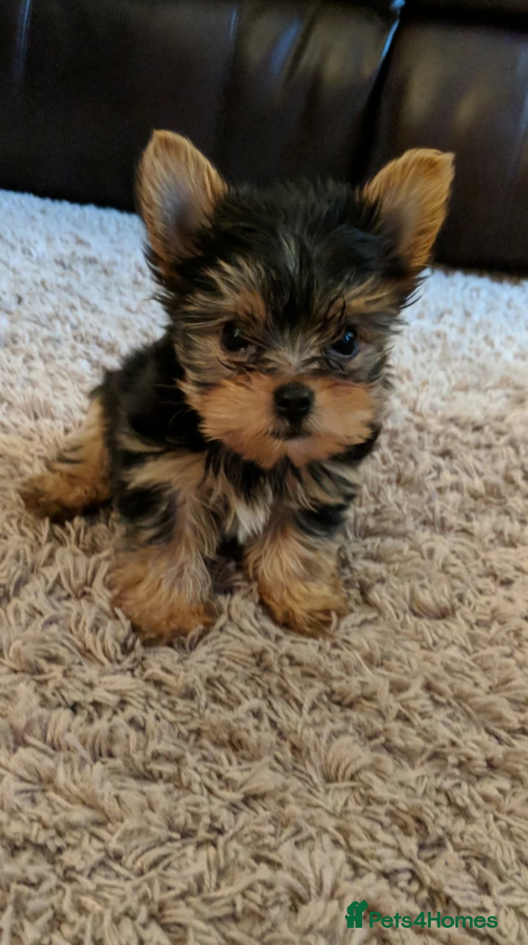 Yorkshire Terrier dogs for sale: Mini yorkshire terrier boy   - Image 2