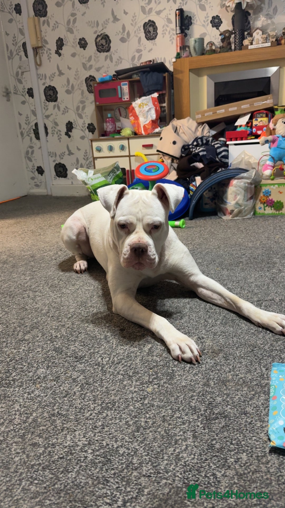 Mixed Breed dogs for sale: Staffordshire bull terrier x  - Image 2