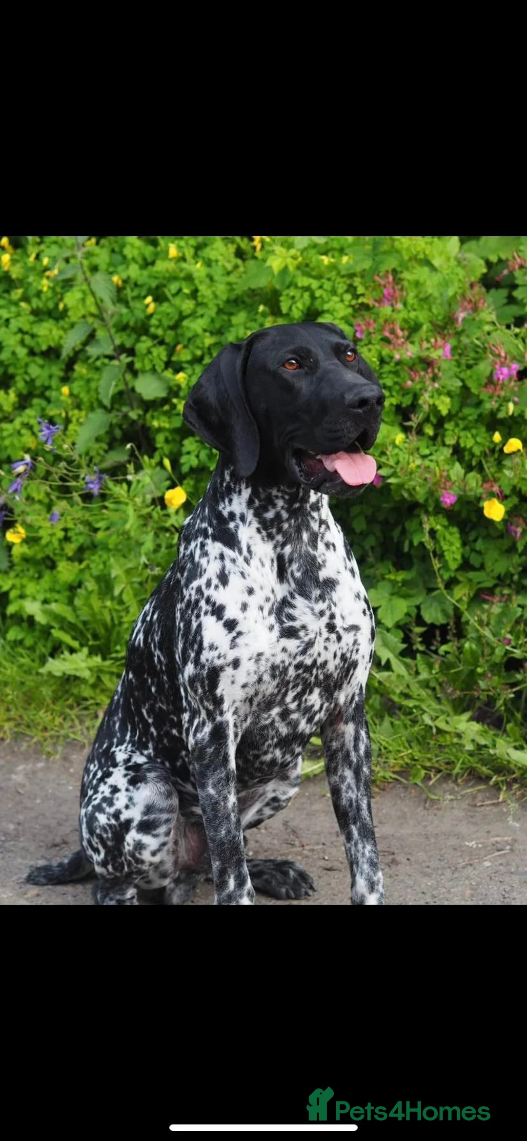 German Shorthaired Pointer dogs for stud: Working GSP Stud  - Advert 10