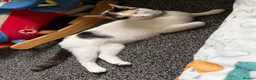 Mixed Breed cats for sale: 2 kittens for sale.  - Advert 3