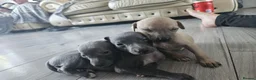 Mixed Breed dogs for sale: Whippet x Italian greyhound  in Bridport - Advert 9