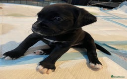 Labrador Retriever dogs for sale: Beautiful Labrador Puppies - Advert 12