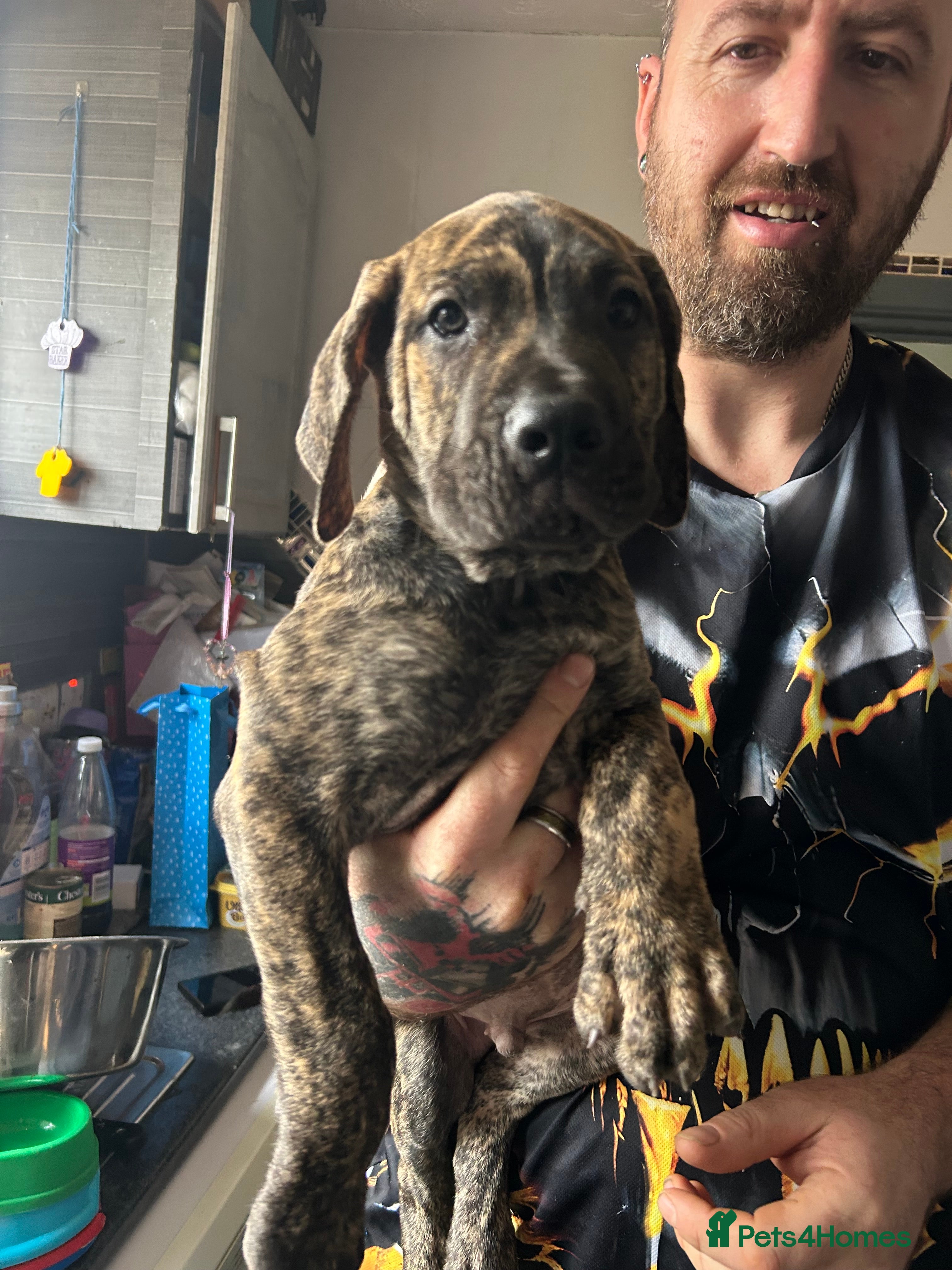 Mixed Breed dogs LAST BOY Daniff pups. READY NOW! - Advert 1