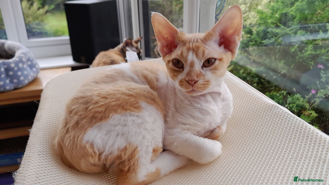 Devon Rex cats for sale: Adorable Devon Rex Kittens  - 2 girls - Image 7