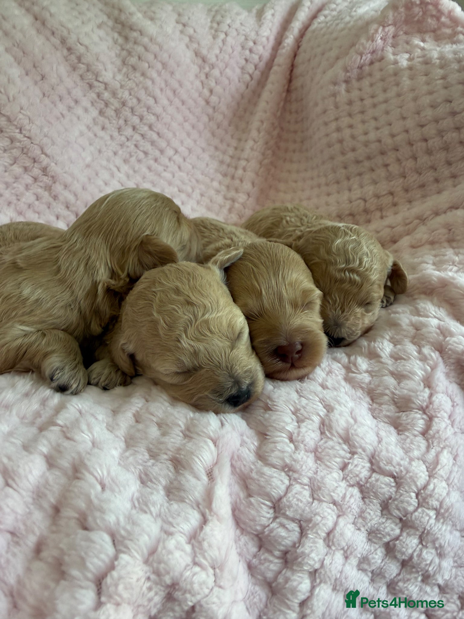 Maltipoo dogs for sale: Champagne F1 Maltipoo Puppies  in Chelmsford - Advert 6
