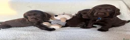 Cocker Spaniel dogs for sale: Show type cocker spaniels in Ipswich - Advert 15
