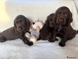 Cocker Spaniel dogs Show type cocker spaniels - Advert 6