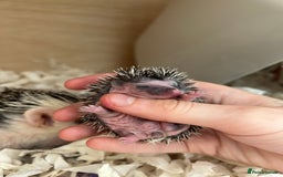 Pygmy Hedgehog rodents for sale: Gorgeous APH blaze hoglet - Image 2
