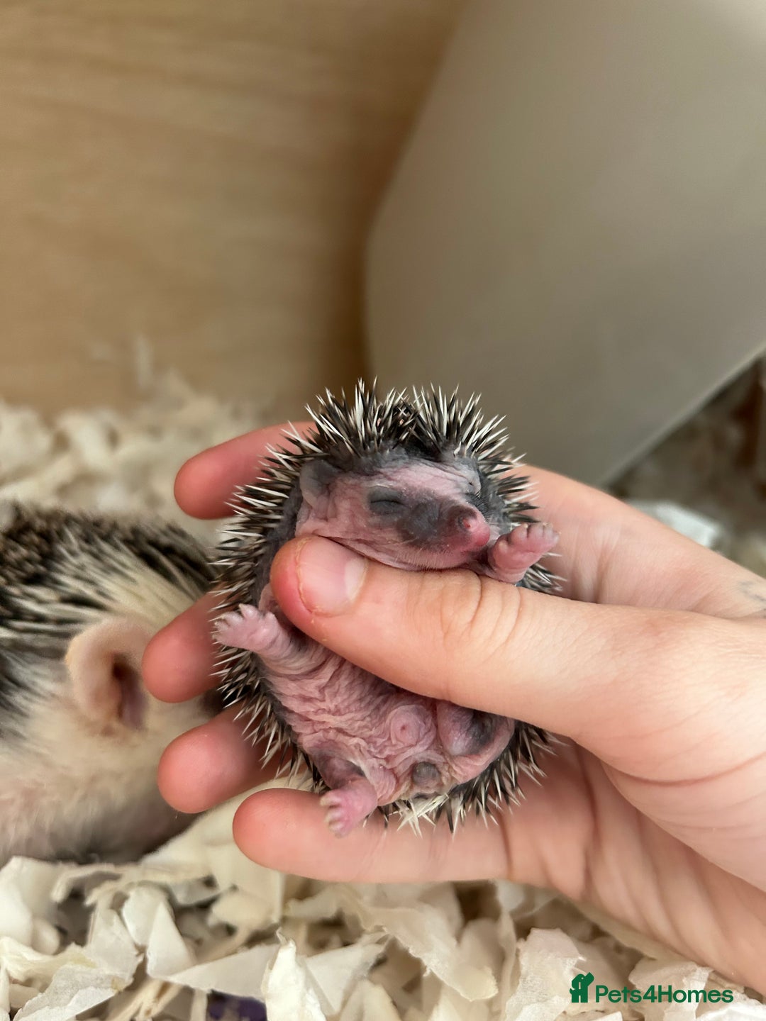 Pygmy Hedgehog rodents for sale: Gorgeous APH blaze hoglet - Image 2