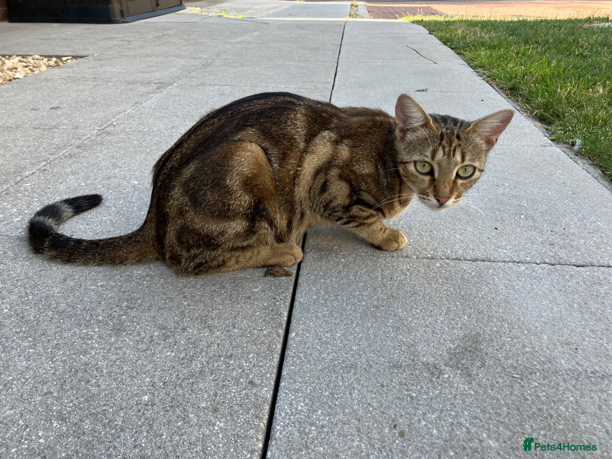 Bengal cats Two gorgeous bengal boys left READY NOW - Advert 4