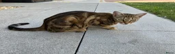 Bengal cats for sale: Two gorgeous bengal boys left READY NOW - Advert 1
