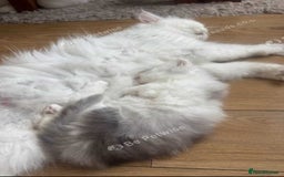 Persian cats for sale: Lovely Persian cats  - Image 13